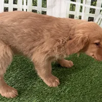 Darnell, a male Golden Retriever for sale in Sturgis, MI – Photo 7 of 8