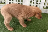 processed/17c98f99-cbbe-4d46-8231-b634a8c9325f/listing/b3b94e7d-5d7a-47f6-a5ba-06af002084ef/42b77889-3a0f-4a23-bbe1-63db4a9b4a64