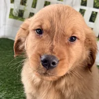 Darnell, a male Golden Retriever for sale in Sturgis, MI – Photo 4 of 8