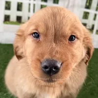Darnell, a male Golden Retriever for sale in Sturgis, MI – Photo 5 of 8