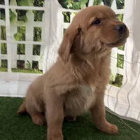Darnell, a male Golden Retriever for sale in Sturgis, MI – Photo 3 of 8