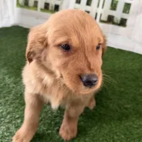 Darnell, a male Golden Retriever for sale in Sturgis, MI – Photo 6 of 8