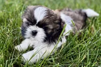 Vail, a female Shih Tzu for sale in Sturgis, MI – 8 of 10