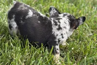 Tiny, a female French Bulldog for sale in Sturgis, MI – 10 of 10