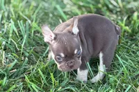 Akeem, a male French Bulldog for sale in Sturgis, MI – 6 of 10