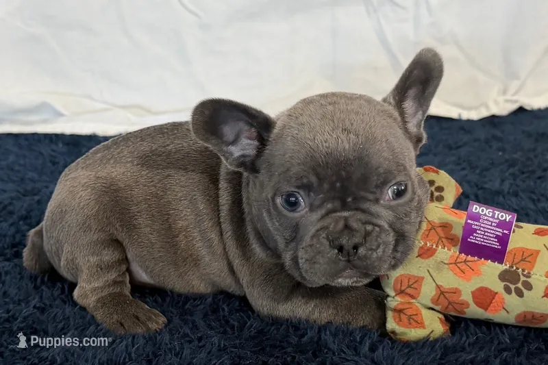 Fella – French Bulldog puppy for sale in Sturgis, MI