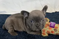 Fella, a male French Bulldog for sale in Sturgis, MI – 1 of 10
