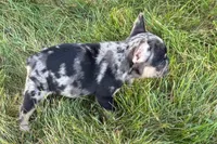 Clem, a male French Bulldog for sale in Sturgis, MI – 7 of 9
