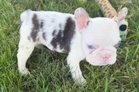Ona , a female French Bulldog for sale in Sturgis, MI – 2 of 9