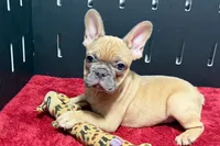 Yack, a male French Bulldog for sale in Sturgis, MI – 7 of 10