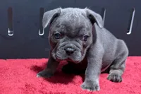 Lionel, a male French Bulldog for sale in Sturgis, MI – 3 of 10