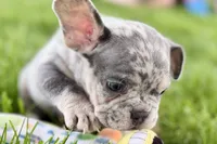 Tank, a male French Bulldog for sale in Sturgis, MI – 6 of 10