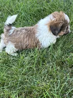 Idol, a male Shih Tzu for sale in Sturgis, MI – 5 of 8