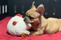 Desmond , a male French Bulldog for sale in Sturgis, MI – 9 of 10