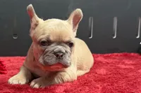 Wesley , a male French Bulldog for sale in Sturgis, MI – 4 of 9