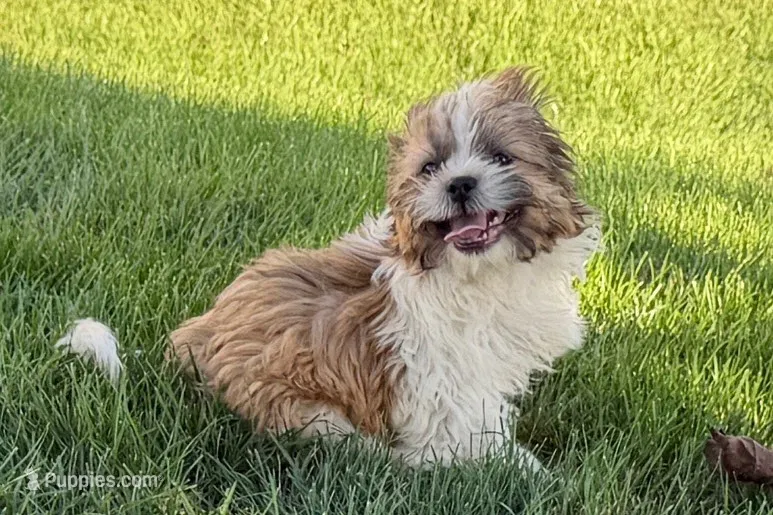 Idol – Shih Tzu puppy for sale in Sturgis, MI