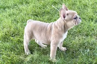 Flutter, a female French Bulldog for sale in Sturgis, MI – 4 of 10