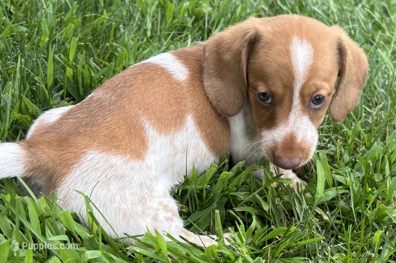 Master – Dachshund puppy for sale in Sturgis, MI
