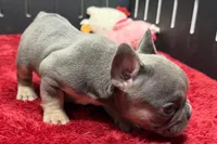 Willow, a female French Bulldog for sale in Sturgis, MI – 9 of 10