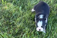 Cookie, a female French Bulldog for sale in Sturgis, MI – 3 of 10