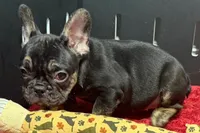 Yarma , a female French Bulldog for sale in Sturgis, MI – 8 of 10