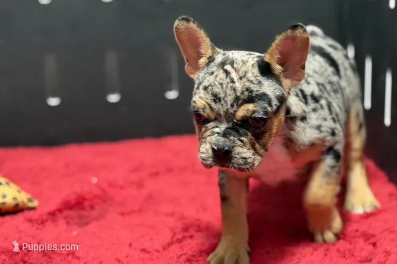 Frick – French Bulldog puppy for sale in Sturgis, MI
