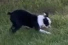 Nyla, a female Boston Terrier for sale in Sturgis, MI – 4 of 4