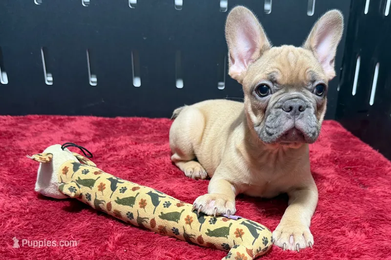 Yack – French Bulldog puppy for sale in Sturgis, MI