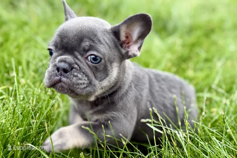 Kenzie – French Bulldog puppy for sale in Sturgis, MI