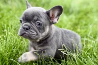 Kenzie, a female French Bulldog for sale in Sturgis, MI – 1 of 10