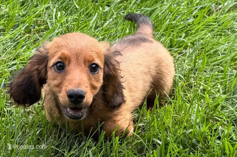Moya  – Dachshund puppy for sale in Sturgis, MI