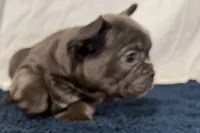 Finbar, a male French Bulldog for sale in Sturgis, MI – 7 of 10