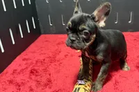 Yarma, a female French Bulldog for sale in Sturgis, MI – 8 of 10