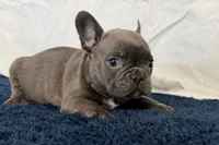 Fella, a male French Bulldog for sale in Sturgis, MI – 10 of 10