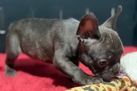 Donna , a female French Bulldog for sale in Sturgis, MI – 4 of 10