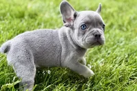 Twila, a female French Bulldog for sale in Sturgis, MI – 5 of 9
