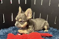 Levi, a male French Bulldog for sale in Sturgis, MI – Photo 3 of 7