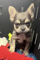 Levi, a male French Bulldog for sale in Sturgis, MI – Photo 5 of 7
