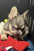 Levi, a male French Bulldog for sale in Sturgis, MI – Photo 4 of 7
