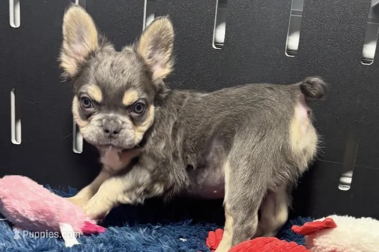 Levi – French Bulldog puppy for sale in Sturgis, MI