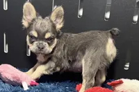 Levi, a male French Bulldog for sale in Sturgis, MI – Photo 1 of 7
