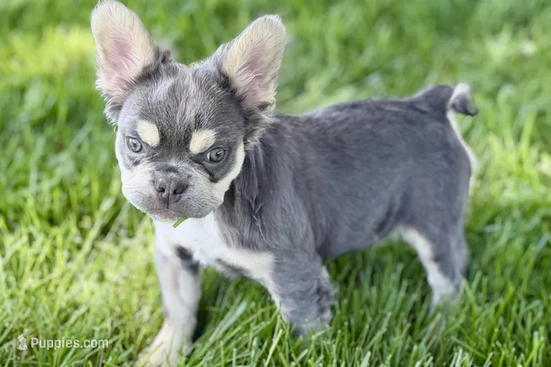 Levi – French Bulldog puppy for sale in Sturgis, MI