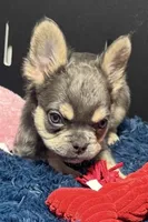 Levi, a male French Bulldog for sale in Sturgis, MI – Photo 7 of 7