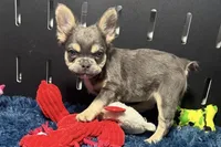 Levi, a male French Bulldog for sale in Sturgis, MI – Photo 2 of 7