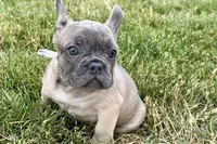 Elvis, a male French Bulldog for sale in Sturgis, MI – 3 of 9