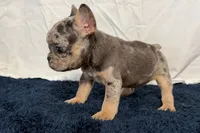 Fern, a female French Bulldog for sale in Sturgis, MI – 6 of 9