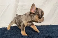 Fern, a female French Bulldog for sale in Sturgis, MI – 4 of 9