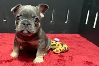 Hedie, a female French Bulldog for sale in Sturgis, MI – 4 of 10