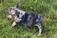 Clem, a male French Bulldog for sale in Sturgis, MI – 2 of 9