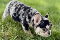 Abby, a female French Bulldog for sale in Sturgis, MI – 3 of 9